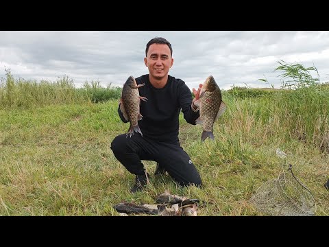 Видео: караси под кило!!! на поплавок в лилиях! Актобе