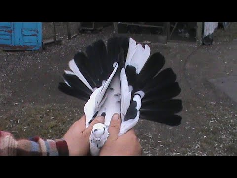 Видео: Николаевские голуби, минус 3