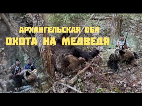 Видео: Охота на «весеннего» медведя