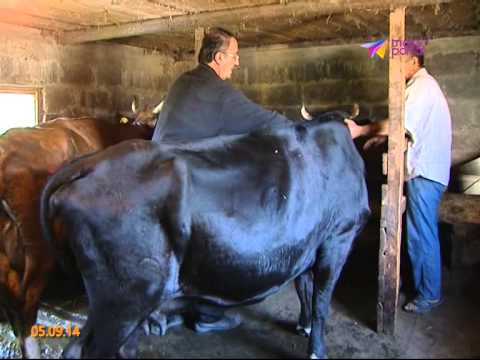 Видео: В Сочи завершена вакцинация от ящура