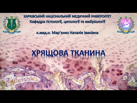 Видео: Хрящова тканина. Гістологія