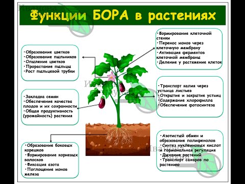 Видео: БОРНЫЕ ПОДКОРМКИ. Безопасный и эффективный авторский рецепт, которым тяжело переБОРщить.