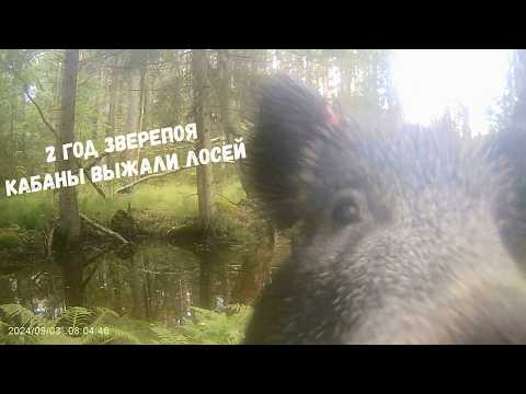 Видео: Второй год Зверопоя. Большая удача обнаружить его в лесу!