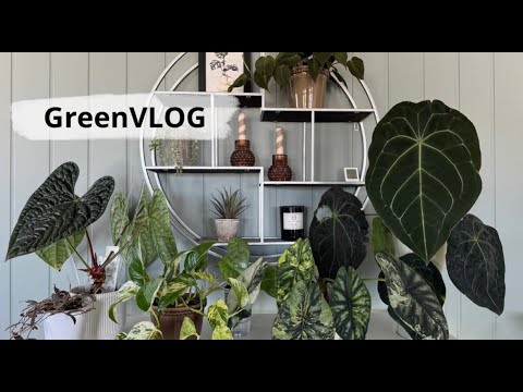 Видео: GreenVLOG// Нашла интересную хойю в садовом//Пересаживаю малышей Frydek