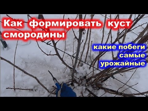 Видео: Формировка КУСТА СМОРОДИНЫ. Какие побеги оставлять на урожай.