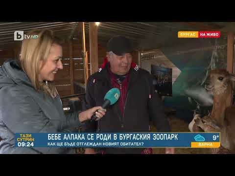 Видео: Бебе алпака се роди в зоопарка в Бургас и е с цвят „амбър“