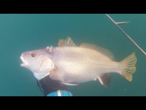 Видео: Я к нему и так и этак.  Подводная охота на горбыля.