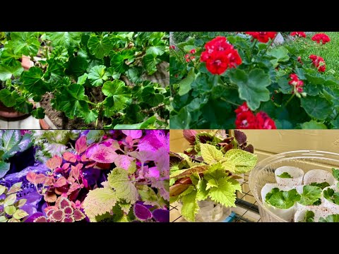 Видео: Размножаю Пеларгонию и Колеусы/первые посевы/обзор черенков /Ленинградская область