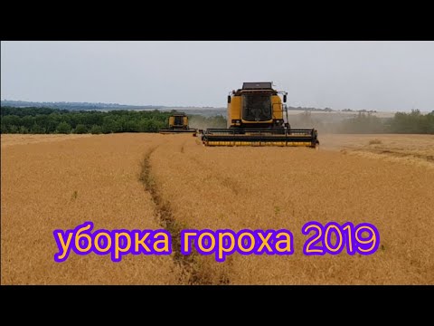 Видео: New Holland TC 5.90 уборка гороха 2019.