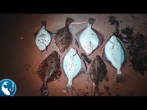 Видео: Ловля камбалы на Балтике. Как ловить камбалу в море на фидер в ноябре