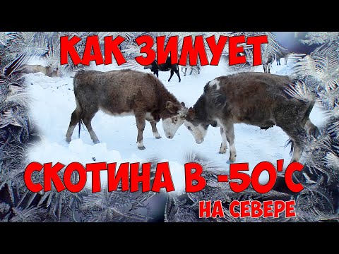 Видео: Как зимует домашний скот и животные в -50'С и ниже