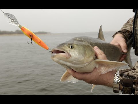 Видео: Ловля жереха. Ловля жереха в дельте Волги.