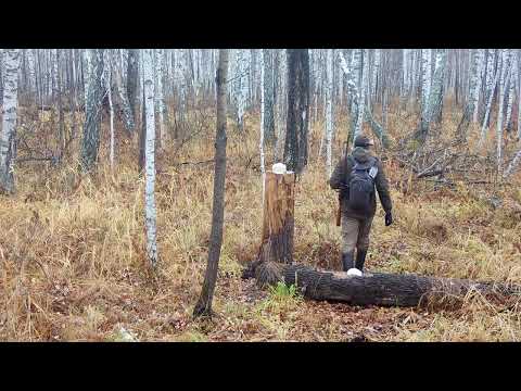 Видео: Шикарный солонец, зверей как магнитом тянет! Лесная жизнь Диких Животных...