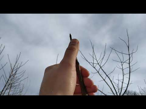 Видео: Результат эксперимента. Зимовка Павловнии 2021