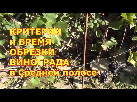 Видео: Критерии и время обрезки винограда в Средней полосе