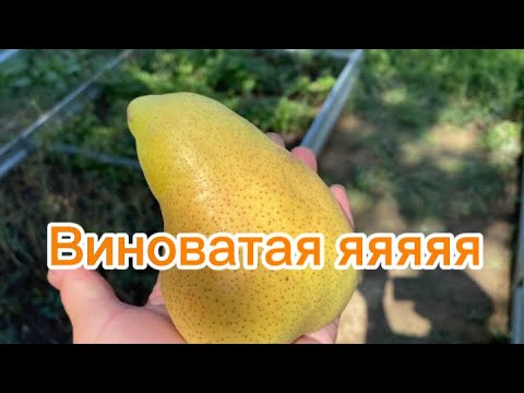 Видео: 1334❤️Как я так могла/Три года не срок/Всех в одну кучу/