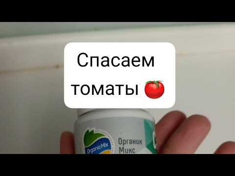 Видео: вершинная гниль на томатах и перцах часть1