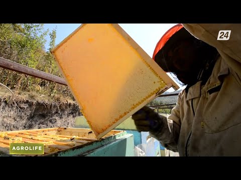 Видео: Еліміздегі омарта шаруашылығы | AGROLIFE