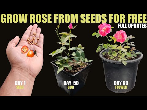 Видео: Как вырастить розу из семян | От семени до цветка