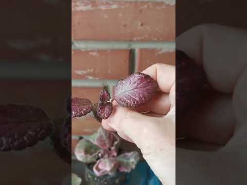 Видео: Эписции - обзор и уход в домашних условиях