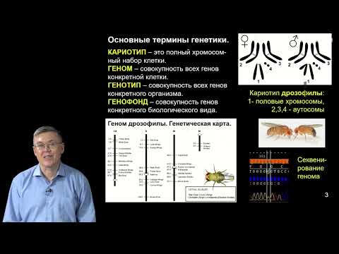 Видео: Дубынин В.А. - 100 часов школьной биологии - 2.16. Генетика. Работы Грегора Менделя
