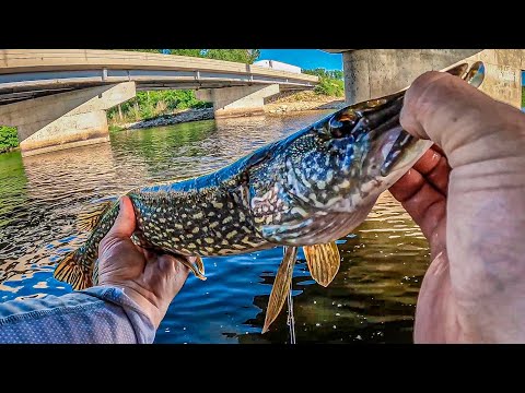 Видео: Эта небольшая река в Миннесоте просто кишит рыбой! (много видов)