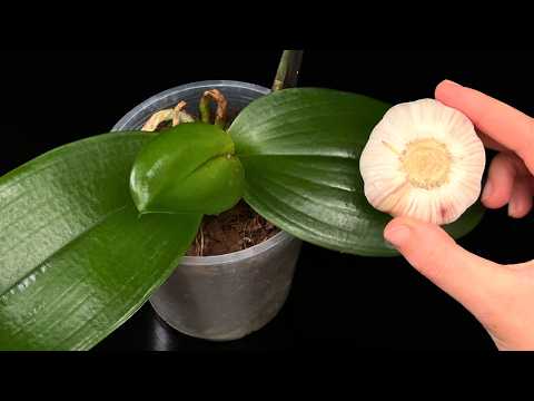 Видео: Просто возьмите чеснок! Ваши орхидеи сразу порадуют вас пышными цветами! Никаких вредителей!