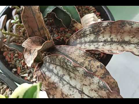 Видео: Обзор моих сансивиерий💚