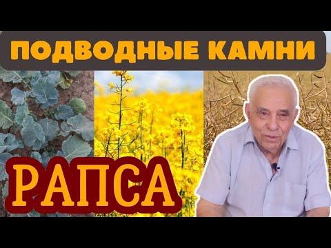 Видео: ПОДВОДНЫЕ КАМНИ ВЫРАЩИВАНИЯ РАПСА!