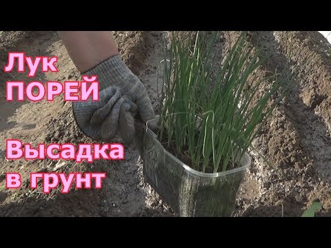 Видео: Лук порей. Высадка рассады лука-порей в открытый грунт. Очень простой и надежный способ.