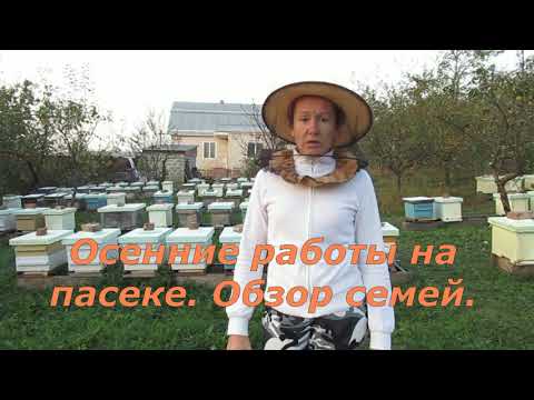 Видео: Осенние работы на пасеке. Обзор семей. 2020г.