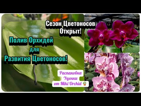 Видео: Поливаю орхидеи этим, для роста ЦВЕТОНОСОВ! Орхидеи от Miki Orchid с УЦЕНКИ распаковываем. #plants
