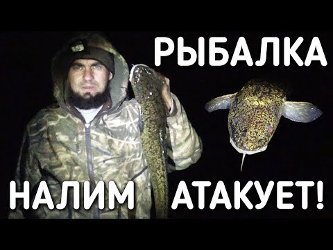Видео: НАЛИМ АТАКУЕТ / РЫБАЛКА НОЧЬЮ НА ЗАКИДУШКИ