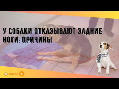 Видео: У собаки отказывают задние ноги: причины