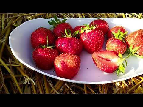 Видео: ЭЛИАНИ / Elianny и АЛЛЕГРО / Allegro. Беспроигрышные сорта клубники.