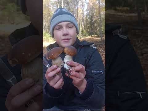 Видео: 26.10.25 ростуть різні гриби,ходіть до лісу,милуйтесь природою,збирайте гриби,зима близько...