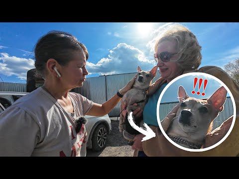 Видео: Заревновал к хозяйке, когда увидел нашу собачку! Не бойся, она тебя не променяет!