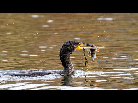 Видео: Коллективная  рыбалка больших бакланов. Осень 2025. Phalacrocorax carbo. Птицы Беларуси.