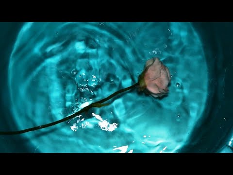 Видео: Как помыть цветы из холодного фарфора