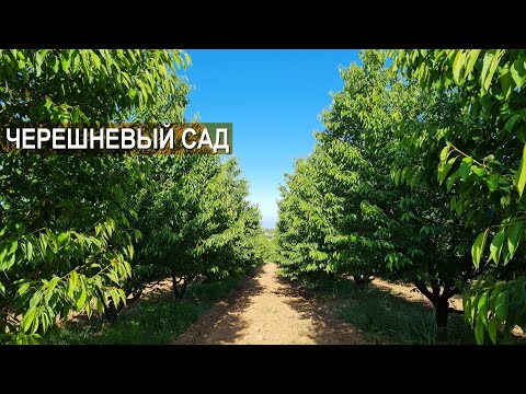 Видео: Черешневый сад. Как поливают сад из арыка? Хозяйство Куаныша Мыктыбаева.