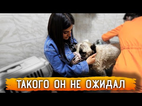 Видео: Алабай Нукер впервые у грумера.Фотосесия. Сделали Узи, посмотрели опухшую лапу. Раздача вкусняшек.