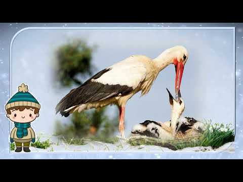 Видео: Як птахи доглядають пташенят. 2 клас. (ЯДС)