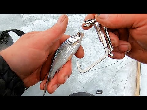 Видео: Рыбалка на КАПКАНЫ! Как Правильно НАСАДИТЬ Живца на Щучьи КАПКАНЫ! Рыбалка 2022!