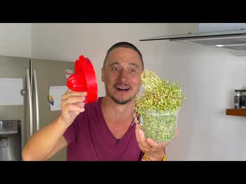 Видео: Ростки дома 🌱 Технология проращивания ростков маша, сои