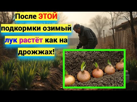 Видео: Подкормка лука на зиму: После ЭТОГО урожай в два раза БОЛЬШЕ!