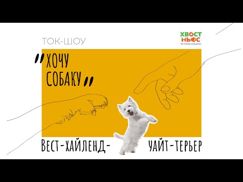Видео: Ток-шоу «Хочу собаку». Вест-хайленд-уайт-терьер I Подходит ли порода для семьи