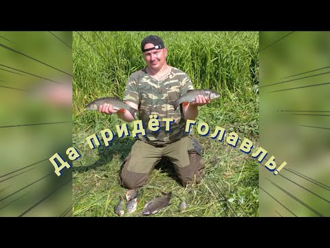 Видео: Да придёт ГОЛАВЛЬ! Река Свислочь! Разведка новых мест!