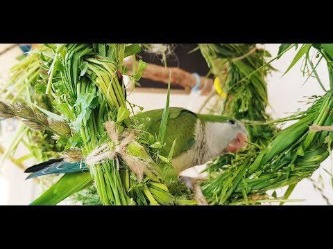 Видео: ПРОСТЫЕ ИГРУШКИ ИЗ ТРАВ ДЛЯ ПОПУГАЕВ: ЗЛАКОВЫЙ ШАР-ЛАБИРИНТ и ВКУСНАЯ ЛЕСЕНКА-ТРЕНАЖЁР!