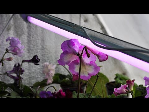 Видео: Коварность избытка синего света для растений