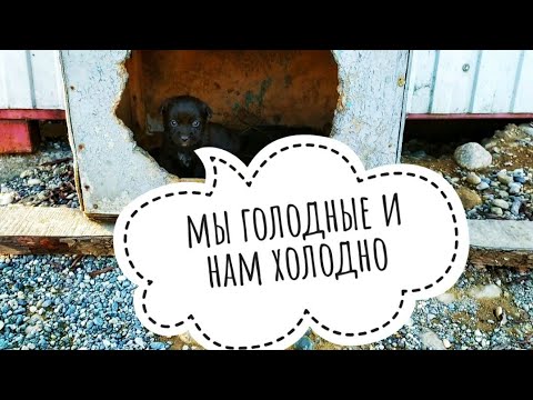 Видео: БРОСИЛИ ГОЛОДАТЬ ЩЕНКОВ С МАМОЙ В НОВОГОДНИЕ ДНИ😰